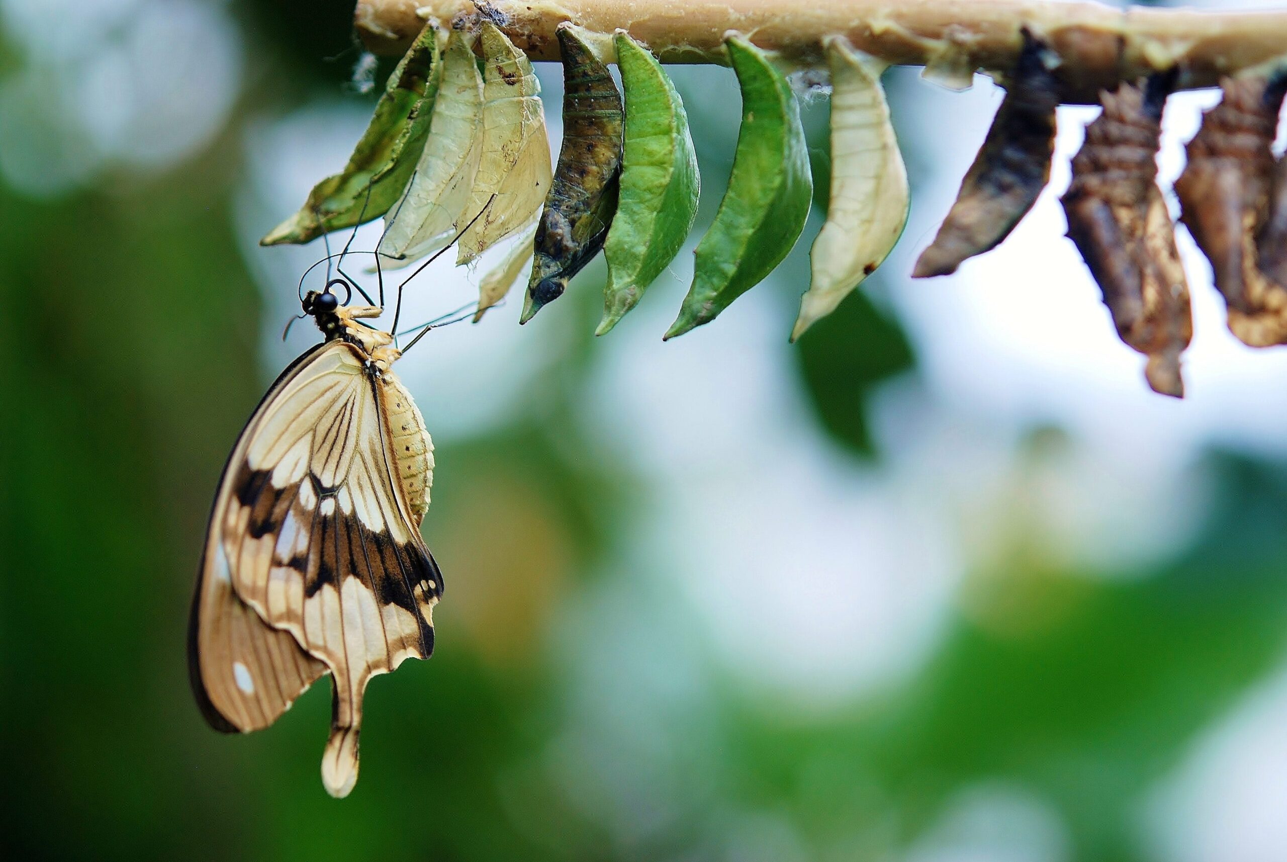 butterfly hatching from cocoon near unhatched cocoons